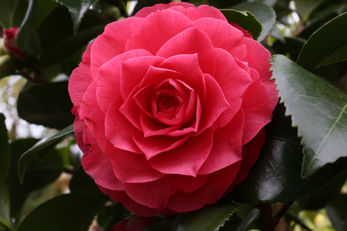 Sport of C. japonica Contessa Lavinia Maggi